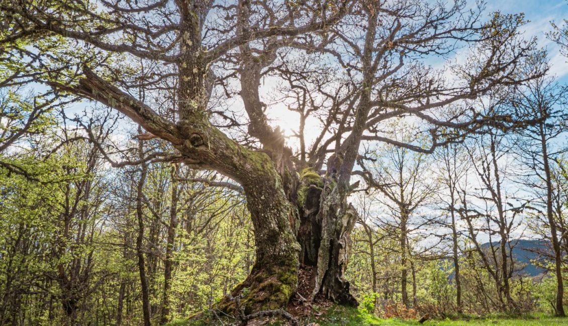 Bosque de Hormas