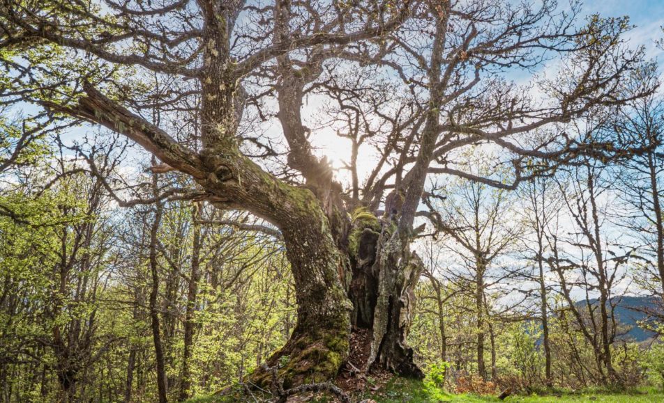 Bosque de Hormas