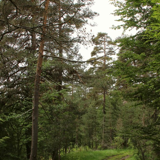 Camino a través de los árboles