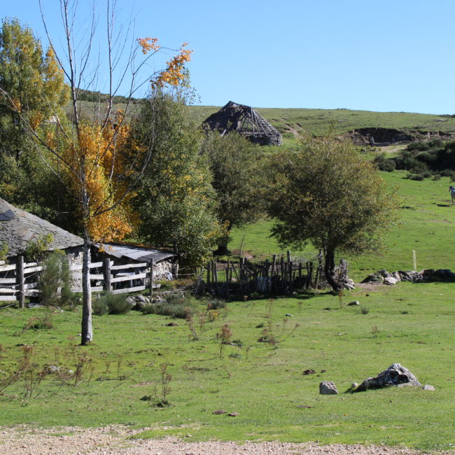 Hierba y arboles