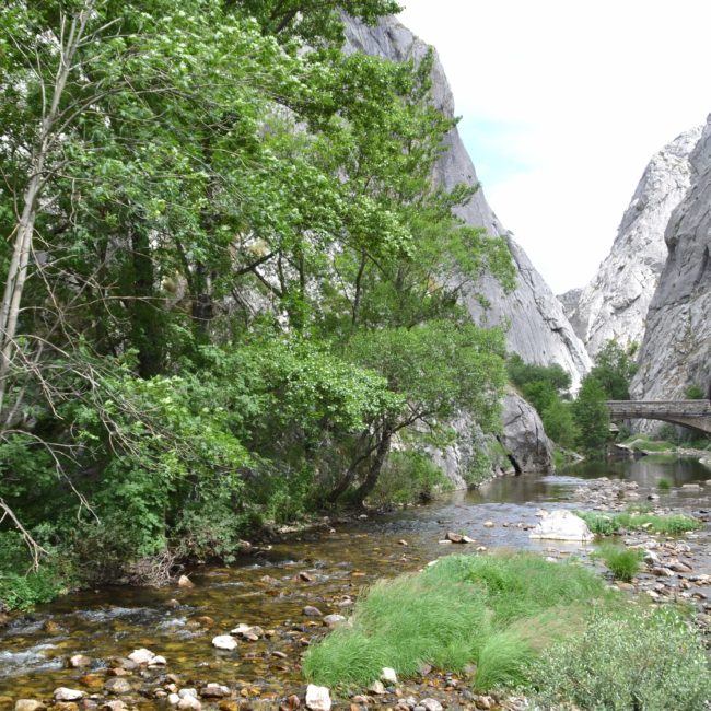 Riachuelo con árboles alrededor