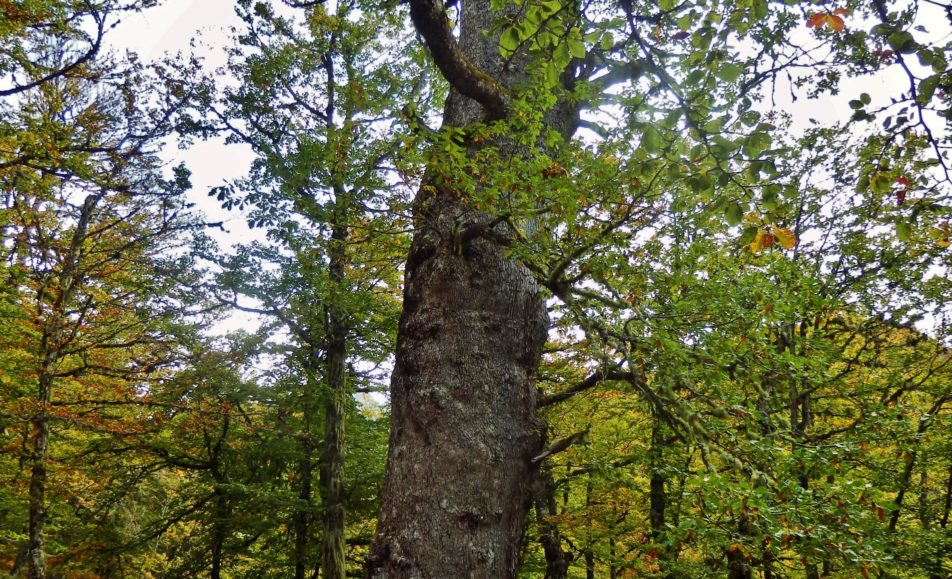 Árbol