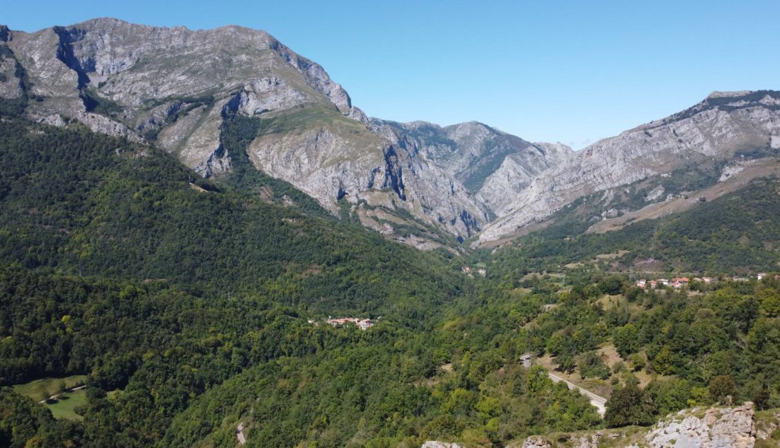 Bosque con montañas lejanas