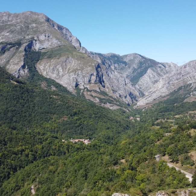 Bosque con montañas lejanas