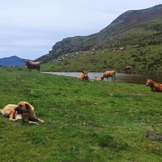 Un perro y vacas en la montaña