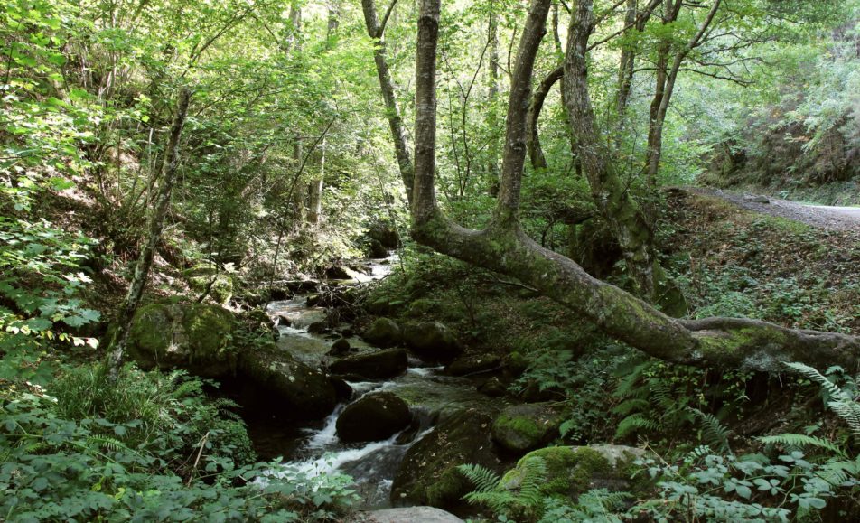 Riachuelo entre los árboles