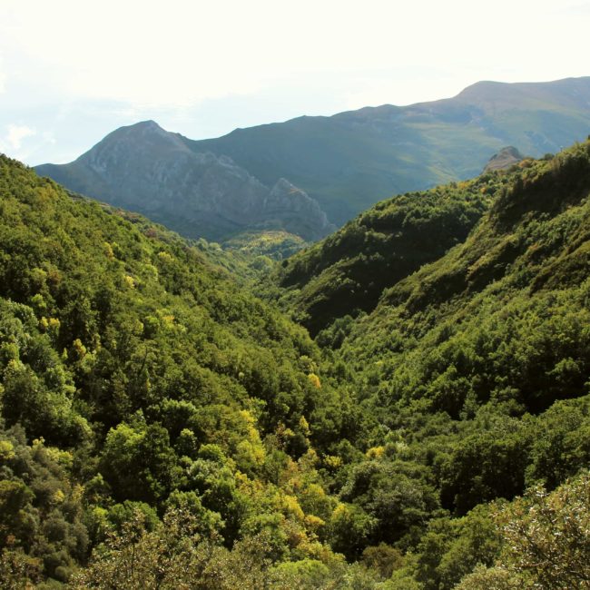 Bosque en la montaña