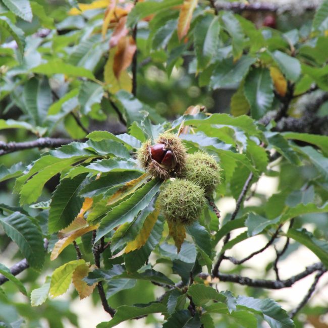 Castaño con frutas