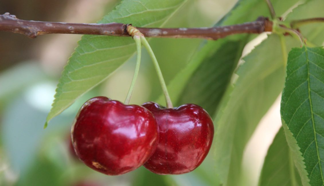 2 cerezas en una rama