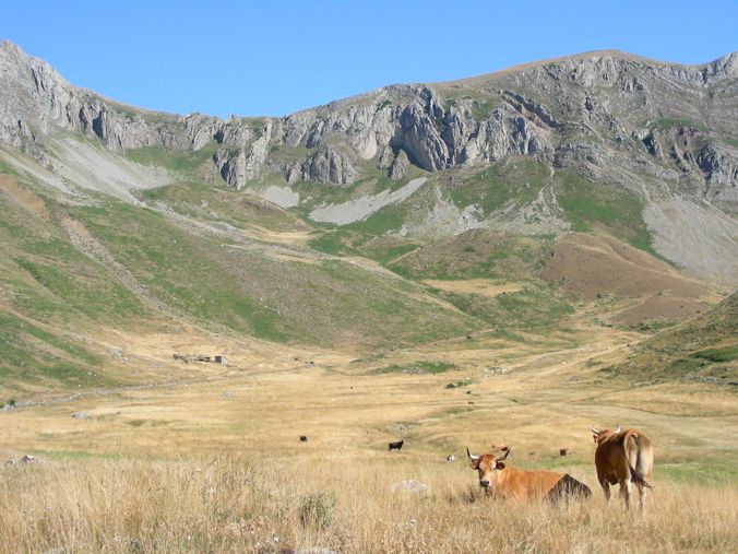 Vacas en las montañas