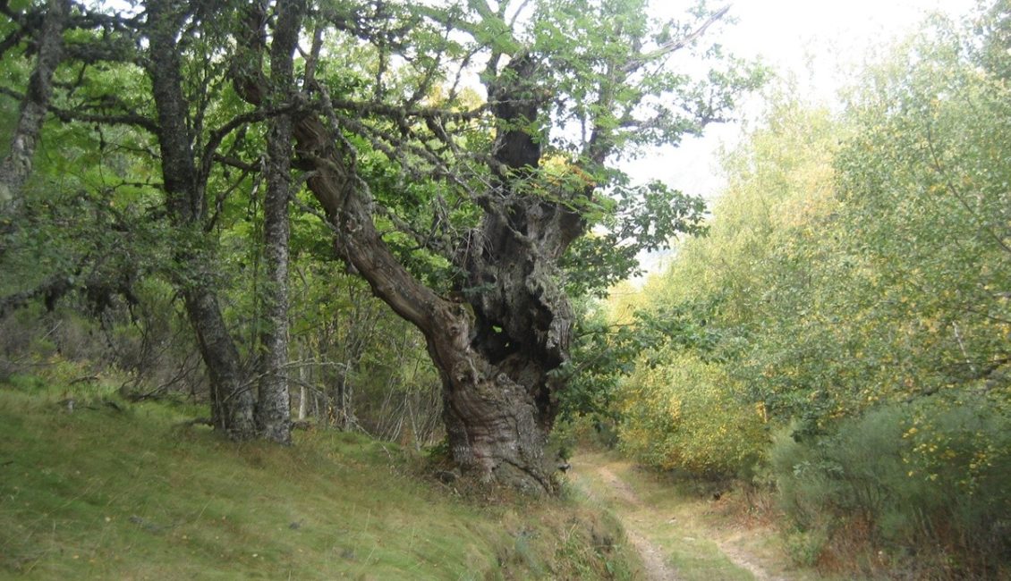 Árbol en el camino