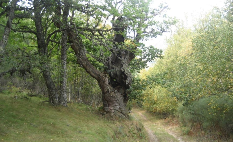 Árbol en el camino