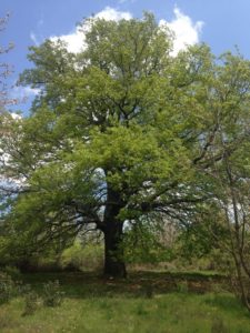 Árbol