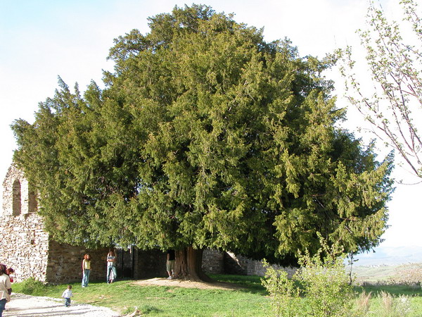 Árbol