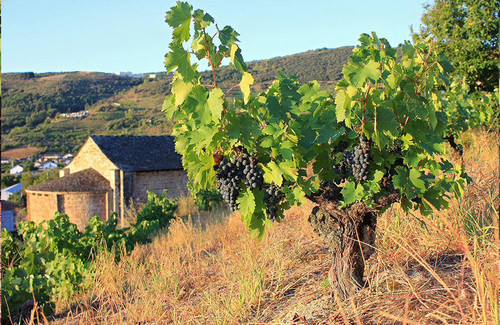 Viñedo con uvas