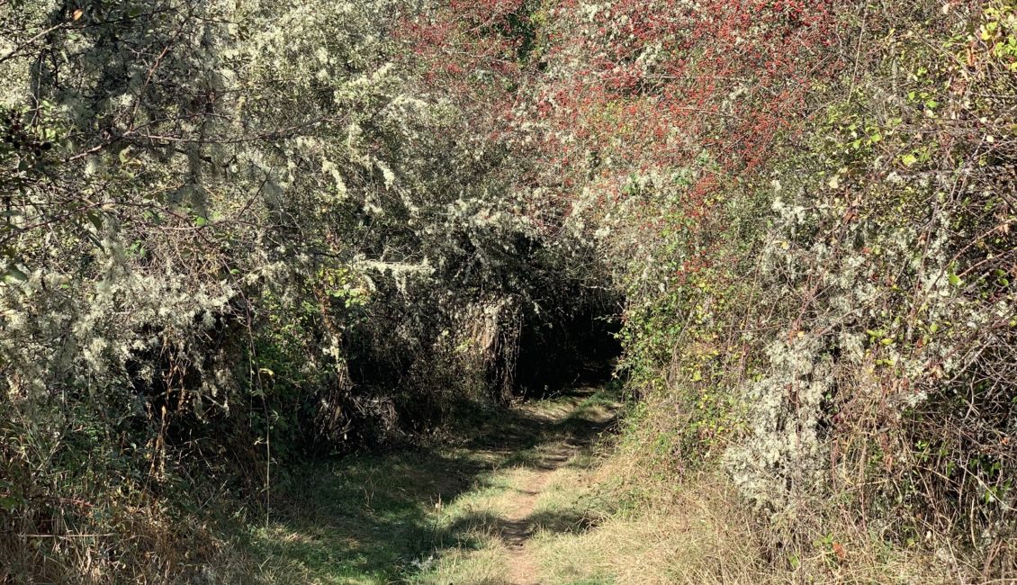 Camino entre vegetación