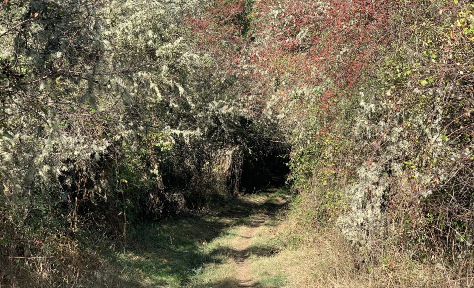 Camino entre vegetación